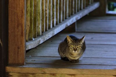 Portrait of cat sitting on wooden railing