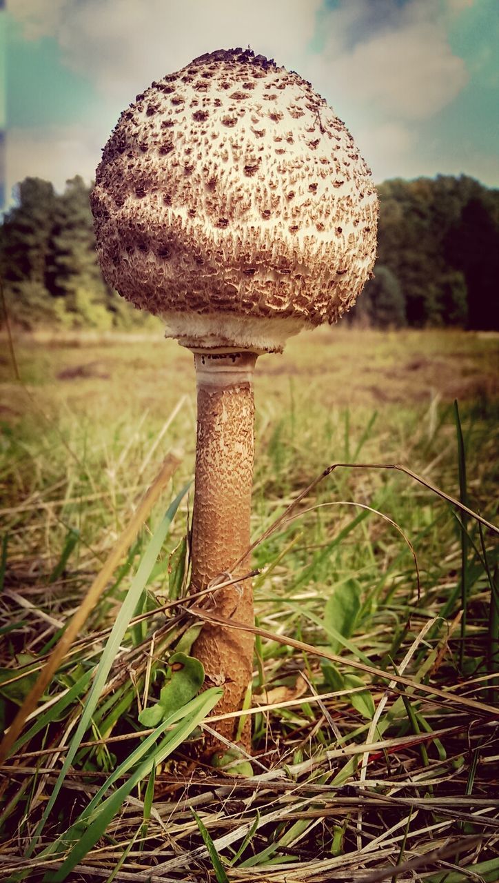 grass, field, mushroom, focus on foreground, close-up, fungus, nature, growth, grassy, tranquility, toadstool, sky, plant, day, outdoors, beauty in nature, landscape, dry, no people, tranquil scene