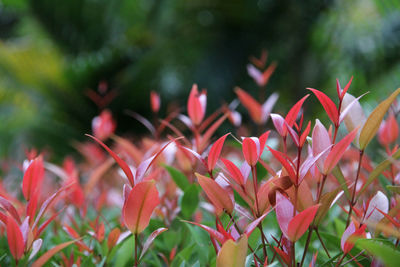 Close-up of red flowers blooming on tree