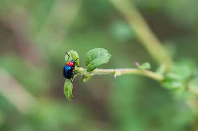 Close-up of ladybug on leaf