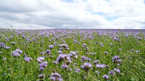 Purple flowering plants on field against sky