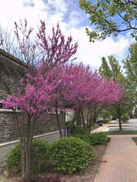 Pink flowers on tree