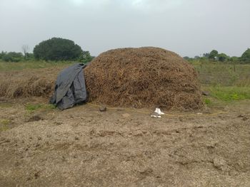 Hay bales in a field