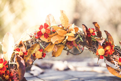 Close-up of flowering plants during autumn