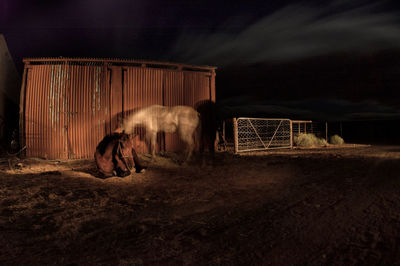 Horse in stable