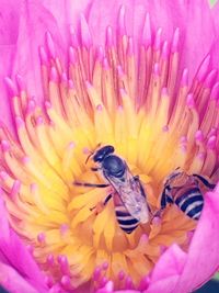Close-up of bee on pink flower