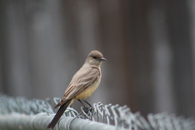 Close-up of junco perching on metal fence 