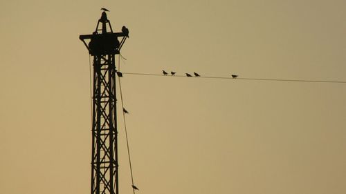 Low angle view of silhouette birds against clear sky