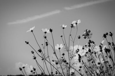 Low angle view of flowers