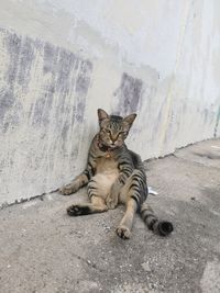 Cat sitting on sand