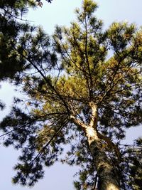 Low angle view of trees against sky