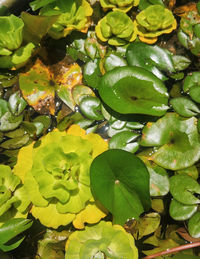 Full frame shot of leaves in water