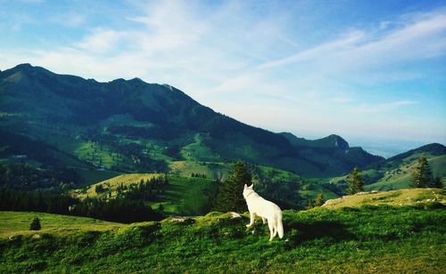 Scenic view of grassy landscape