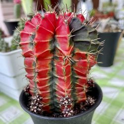 Close-up of succulent plant