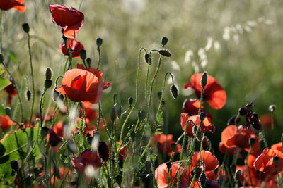 Close-up of red poppy flowers in field