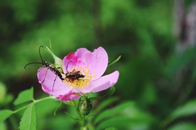 Close-up of insect on pink flower