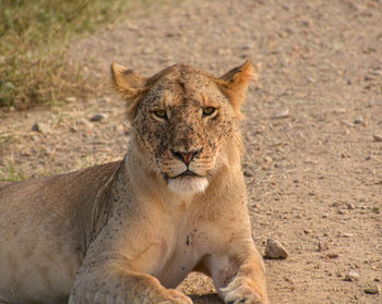 Lioness, after feasting on a wildebeest kill. 