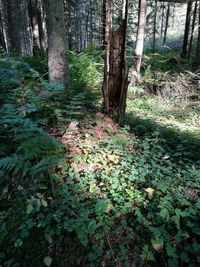 Trees in forest