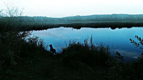 Reflection of trees in calm lake