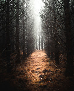 Footpath amidst trees in forest