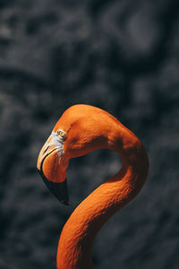 Close-up of flamingo