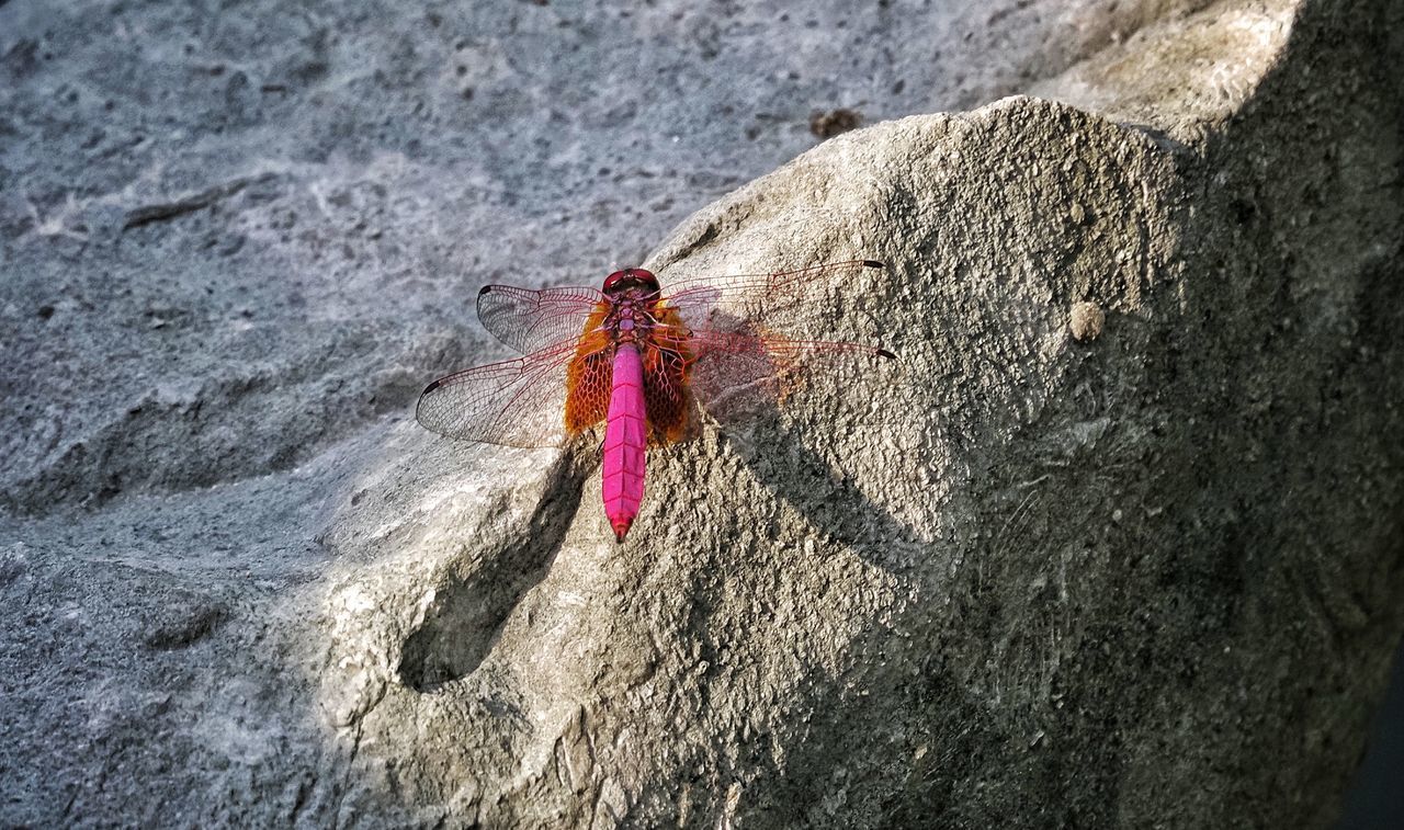 CLOSE-UP OF INSECT ON ROCK AGAINST ROCKS