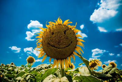 Low angle view of sunflowers blooming on field against sky