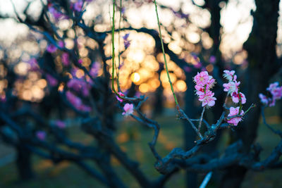 Close-up of fresh purple flower tree