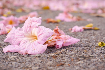 Close-up of pink rose petals on land
