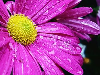 Close-up of pink flower blooming outdoors