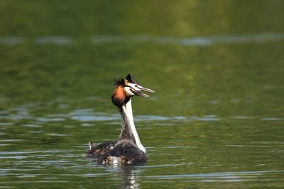 Close-up of duck swimming in lake