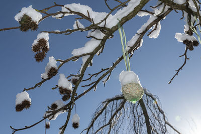 Low angle view of snow on tree against sky