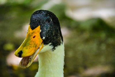 Close-up of a bird