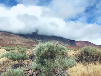 Plants growing on landscape against sky