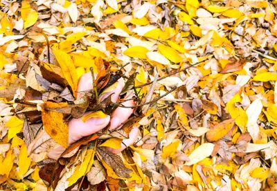 Low section of person standing on yellow autumn leaves