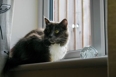 Close-up of cat sitting at home