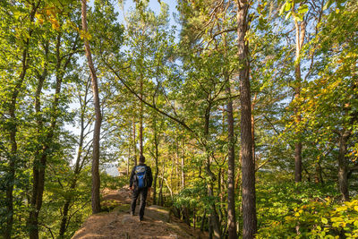 Rear view of man walking amidst trees in forest