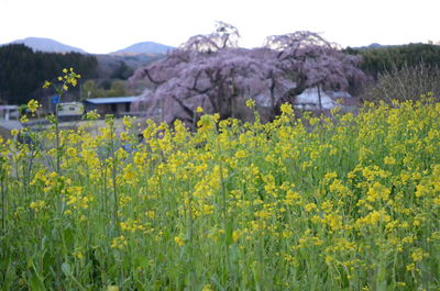 Scenic view of oilseed rape field