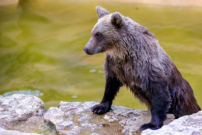 Close-up of brown bear in pond