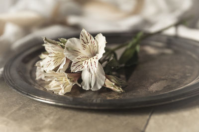 Close-up of white rose on table