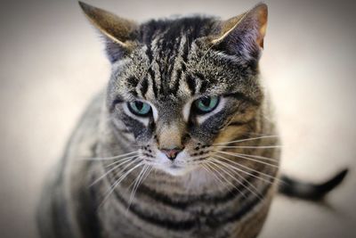Close-up portrait of a male domestic short hair cat.