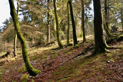 Trees growing in forest