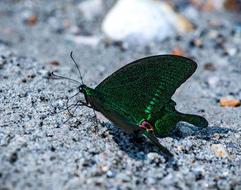 Close-up of butterfly