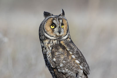 Long eared owl