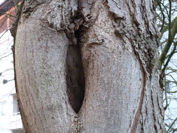 Close-up of tree trunk