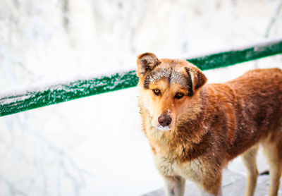 Portrait of dog in winter