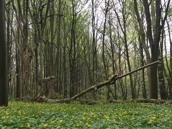 Trees in forest