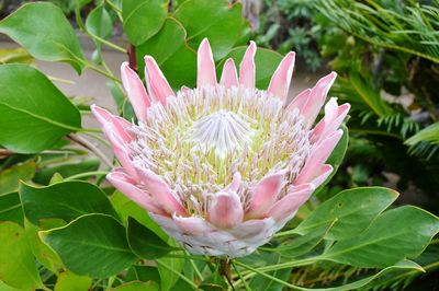 Close-up of pink lotus water lily