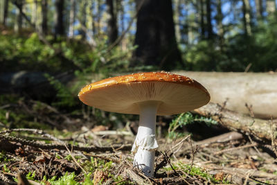 Close-up of mushroom on field