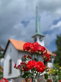 Close-up of red rose against plants